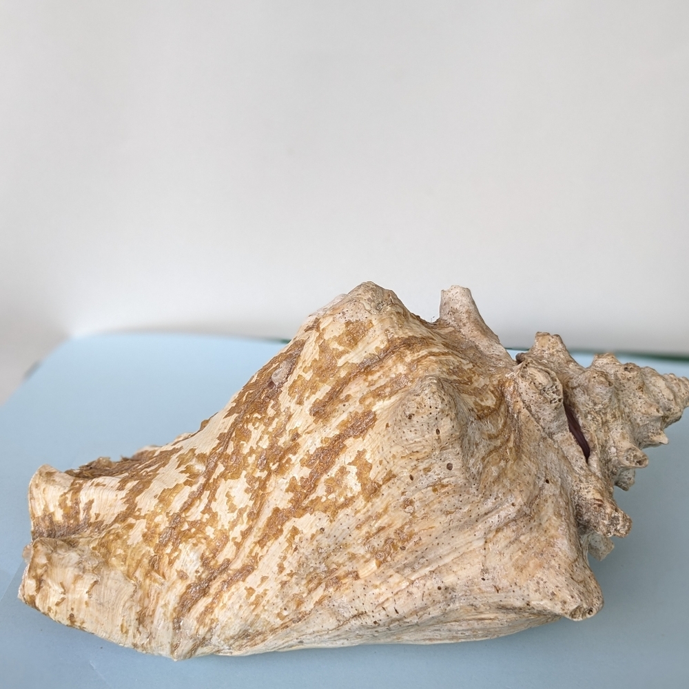 Vintage Large Conch Beautiful Pink and white - Picture 2 of 4
